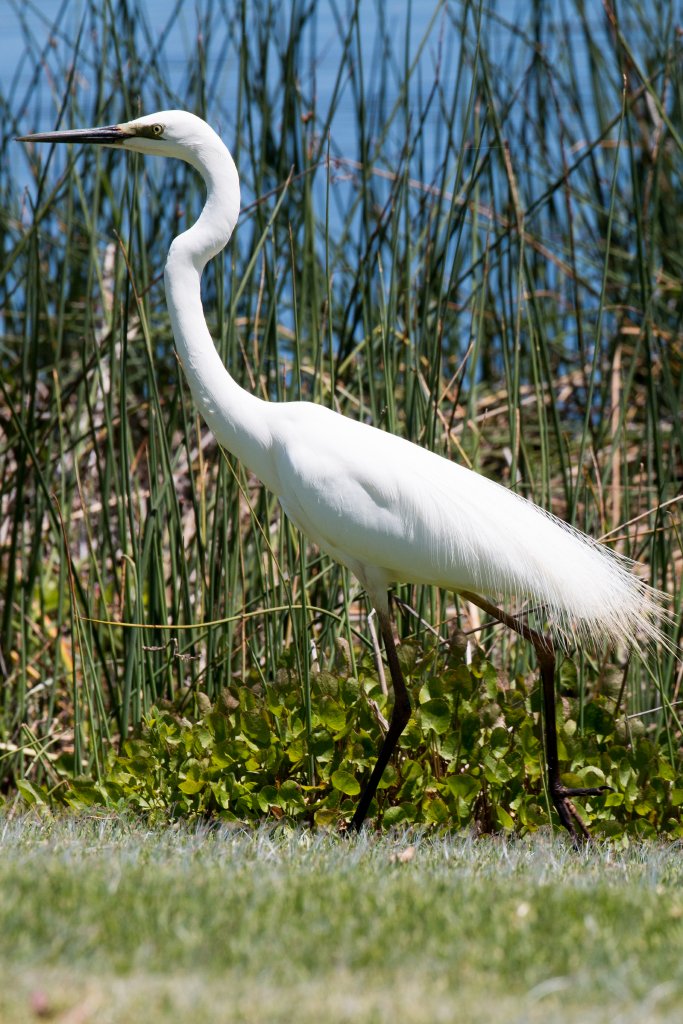 Great Egret