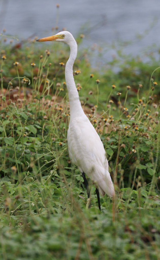 Great Egret