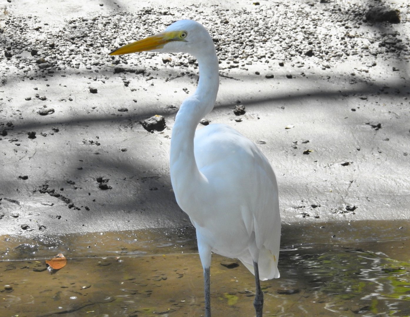 Great Egret