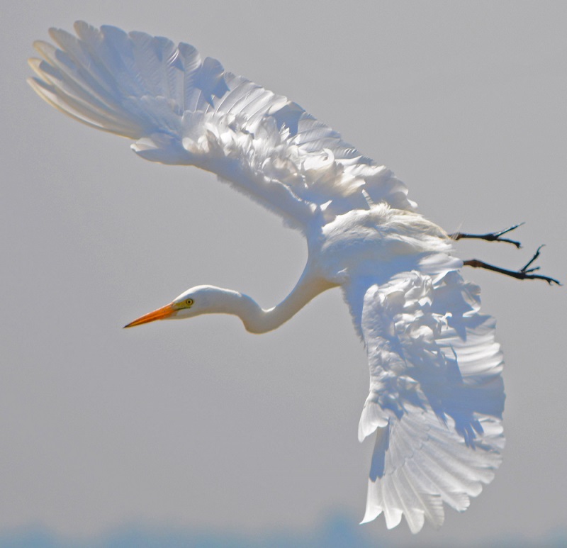 Great egret