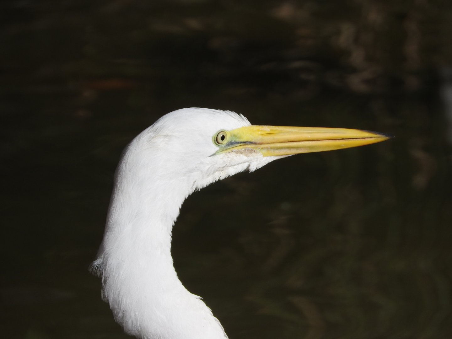 Great Egret