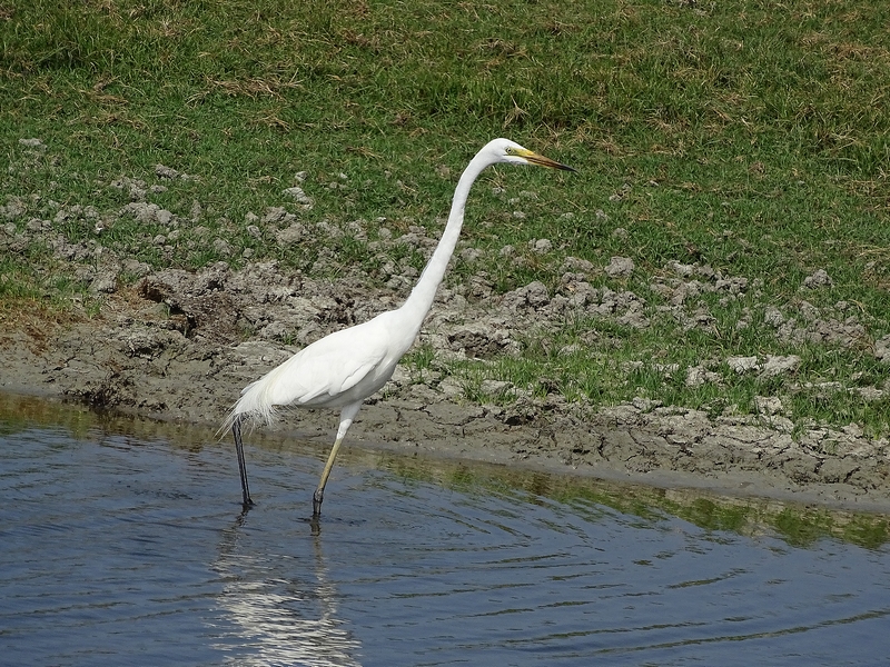 Great egret