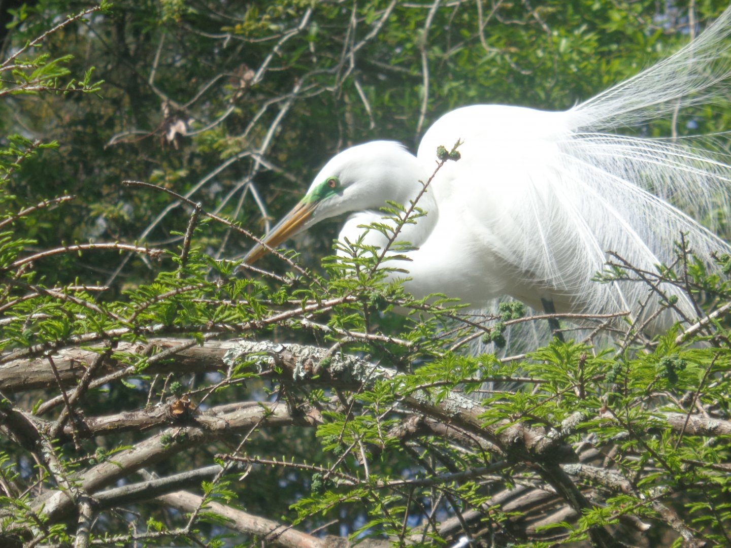 Great egret