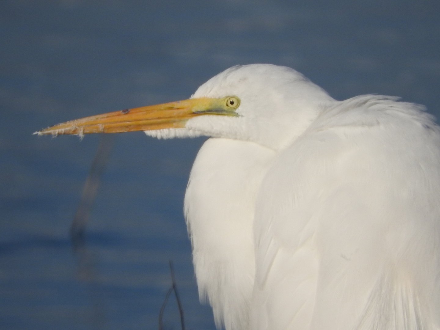 Great Egret