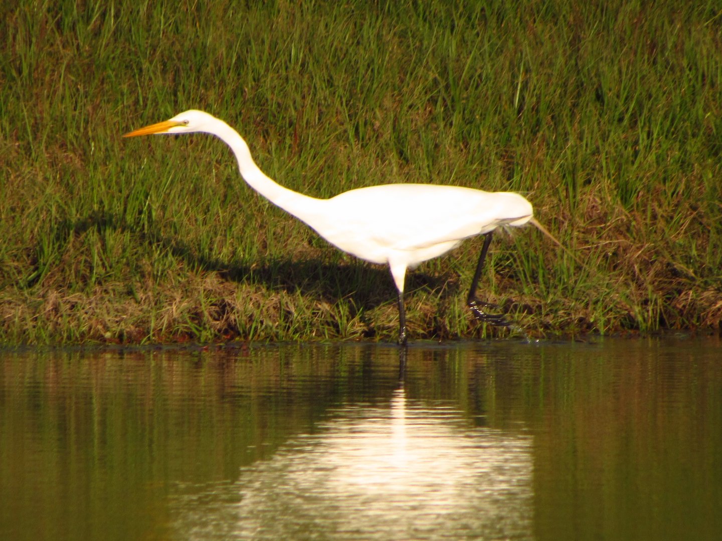 Great Egret