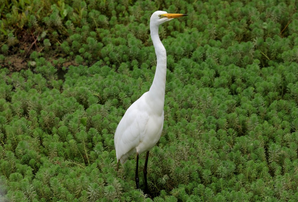Great Egret