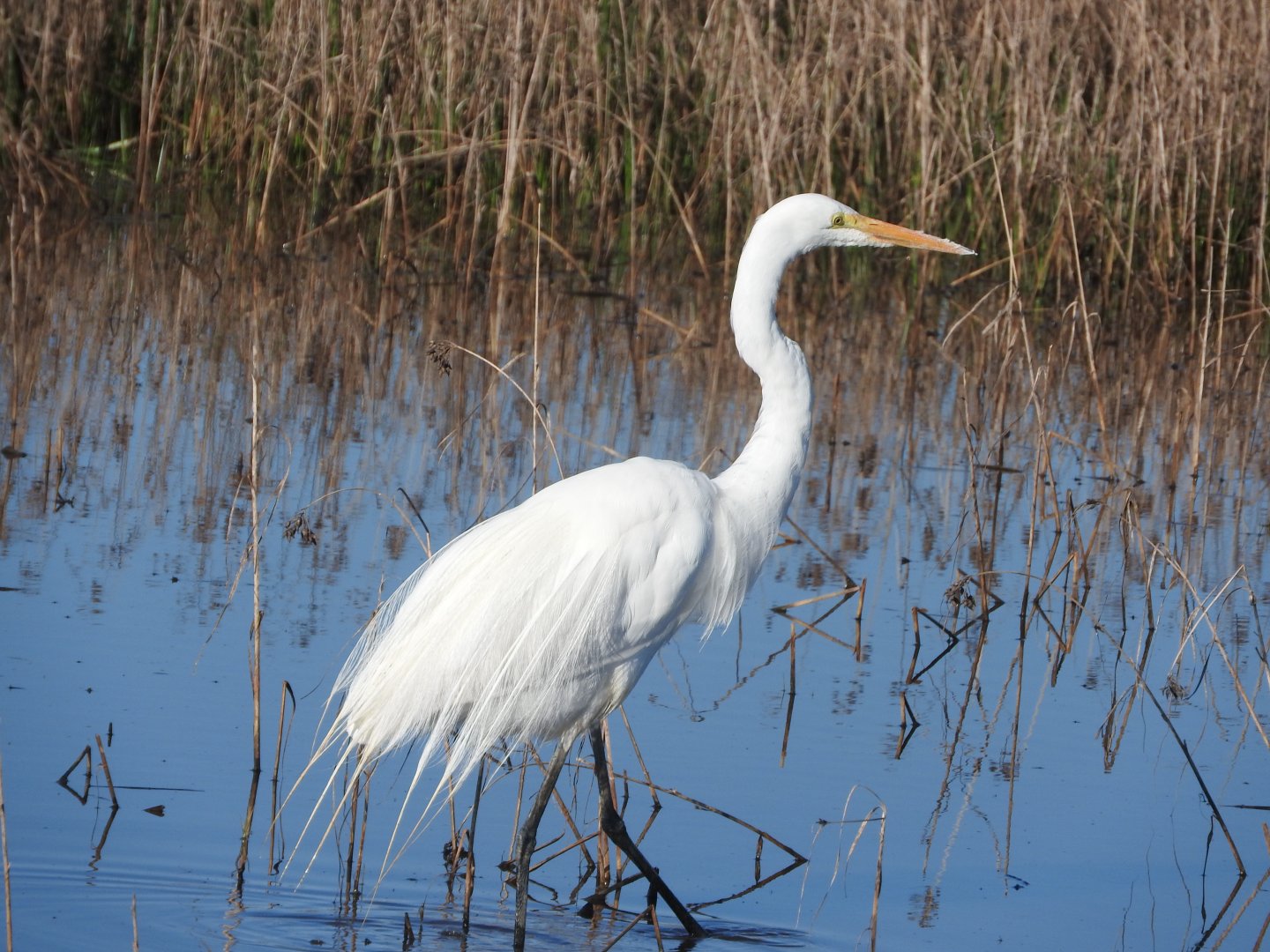 Great Egret