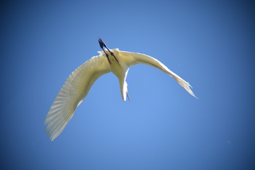 Great egret.