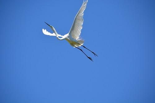 Great egret.