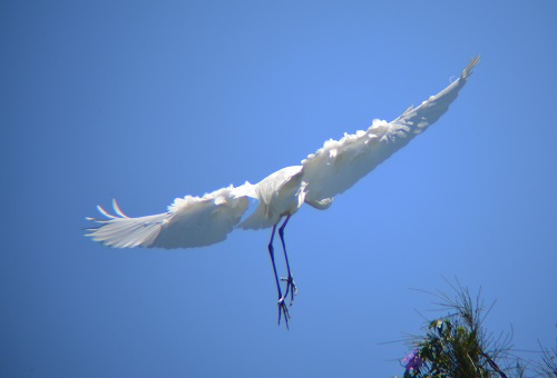 Great egret.