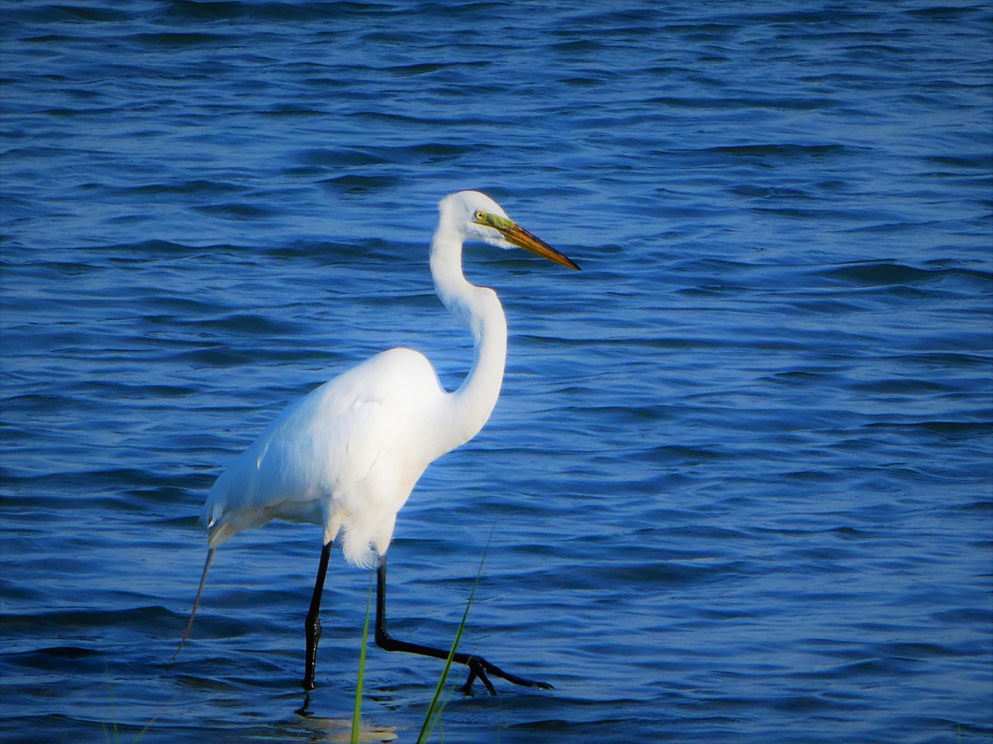 Great Egret