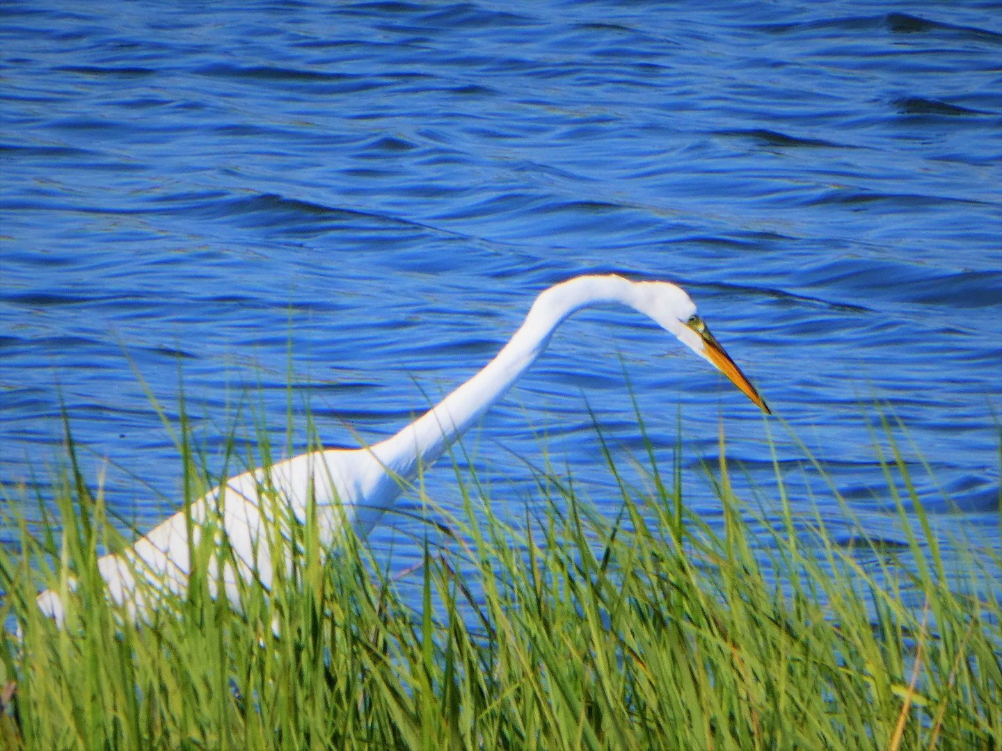 Great Egret