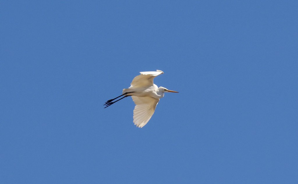 Great Egret