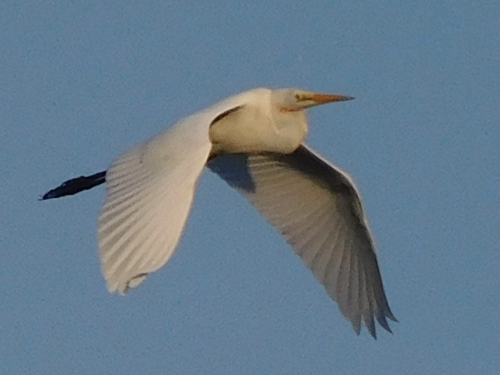 Great egret