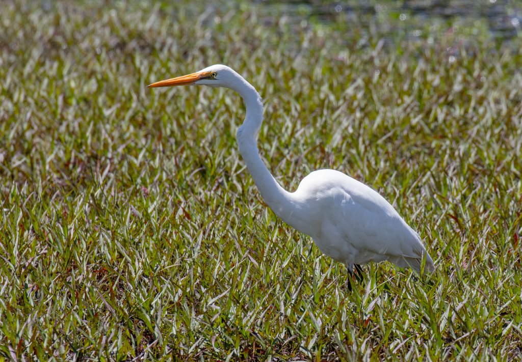 Great Egret