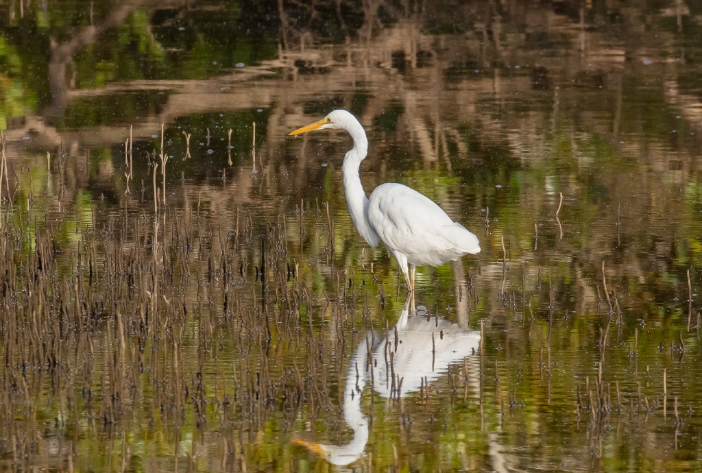 Great Egret