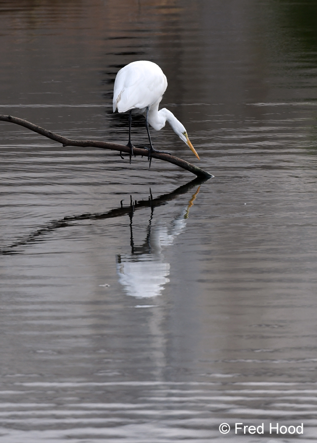 great egret