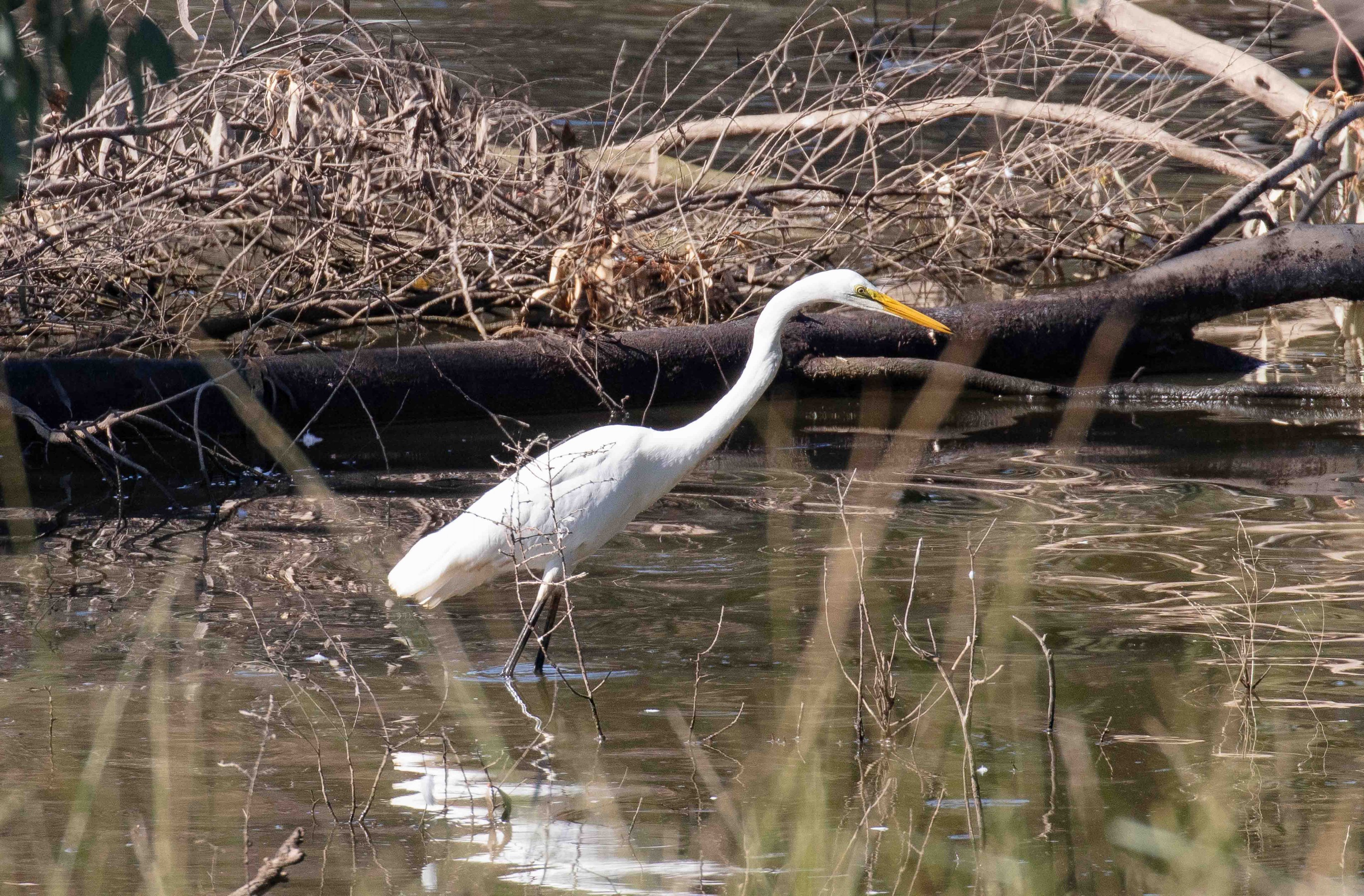 Great Egret