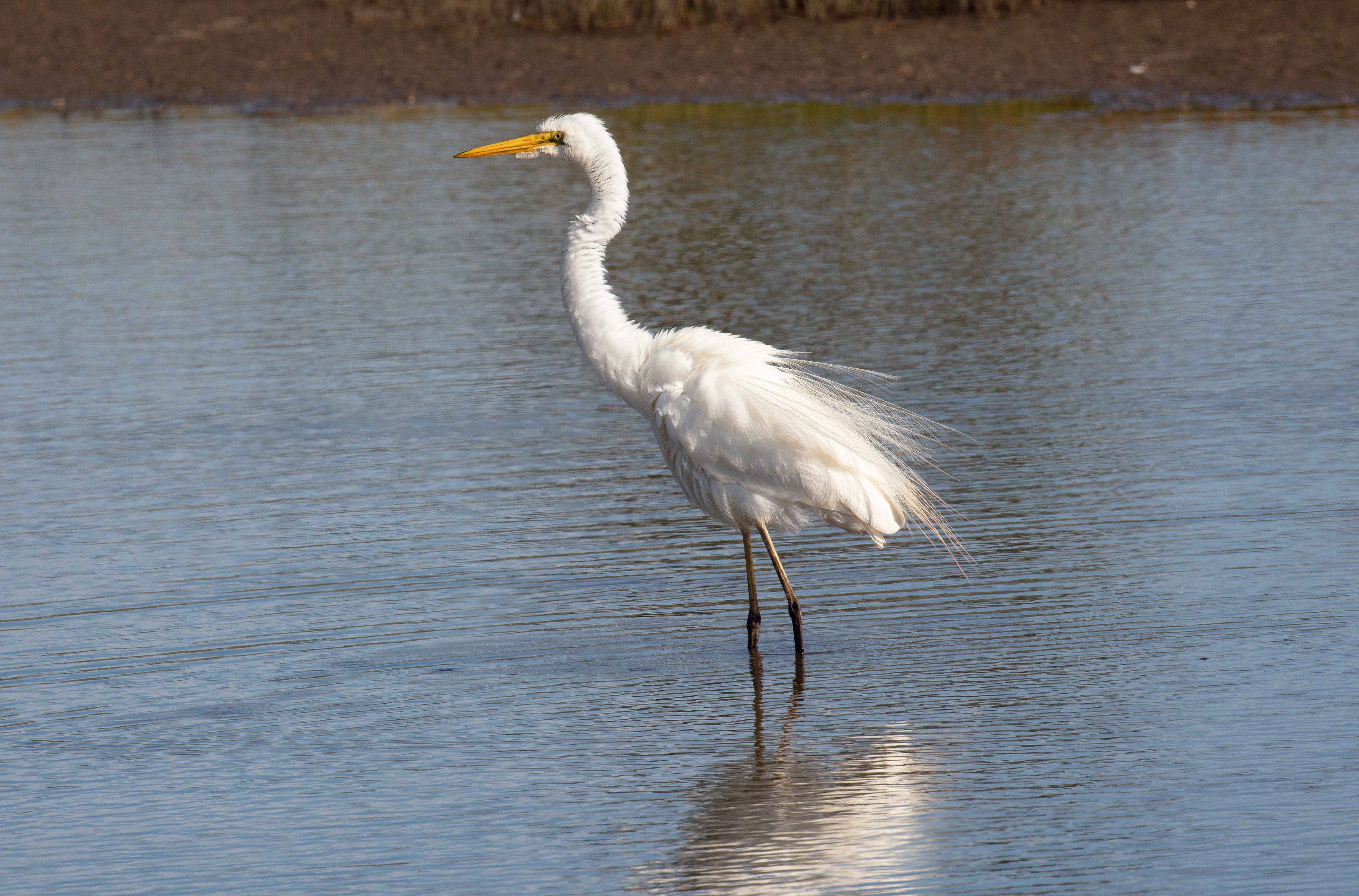 Great Egret