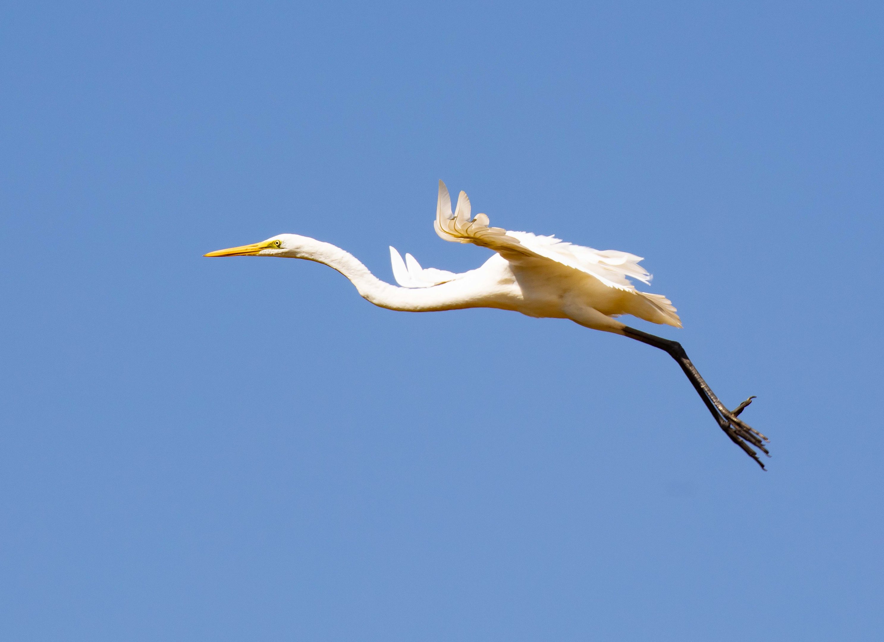 Great Egret