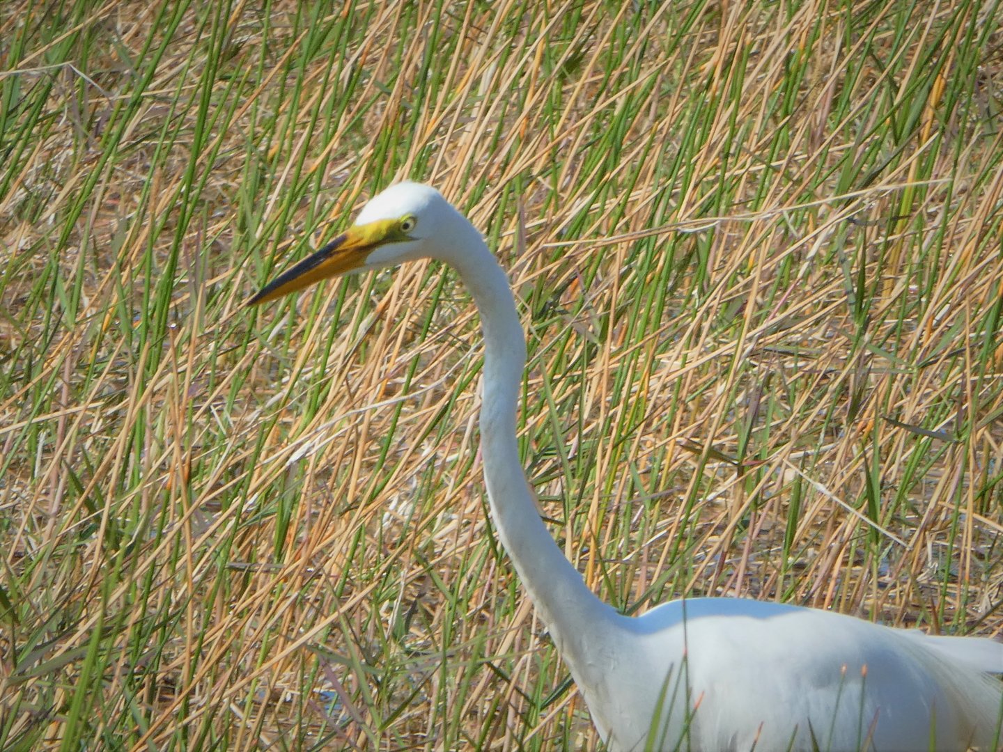 Great Egret