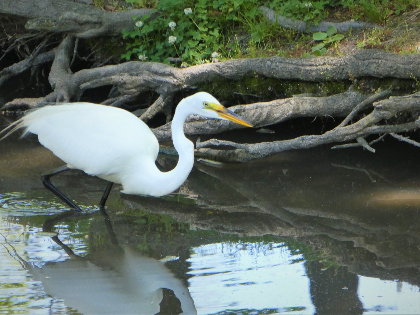 Great Egret