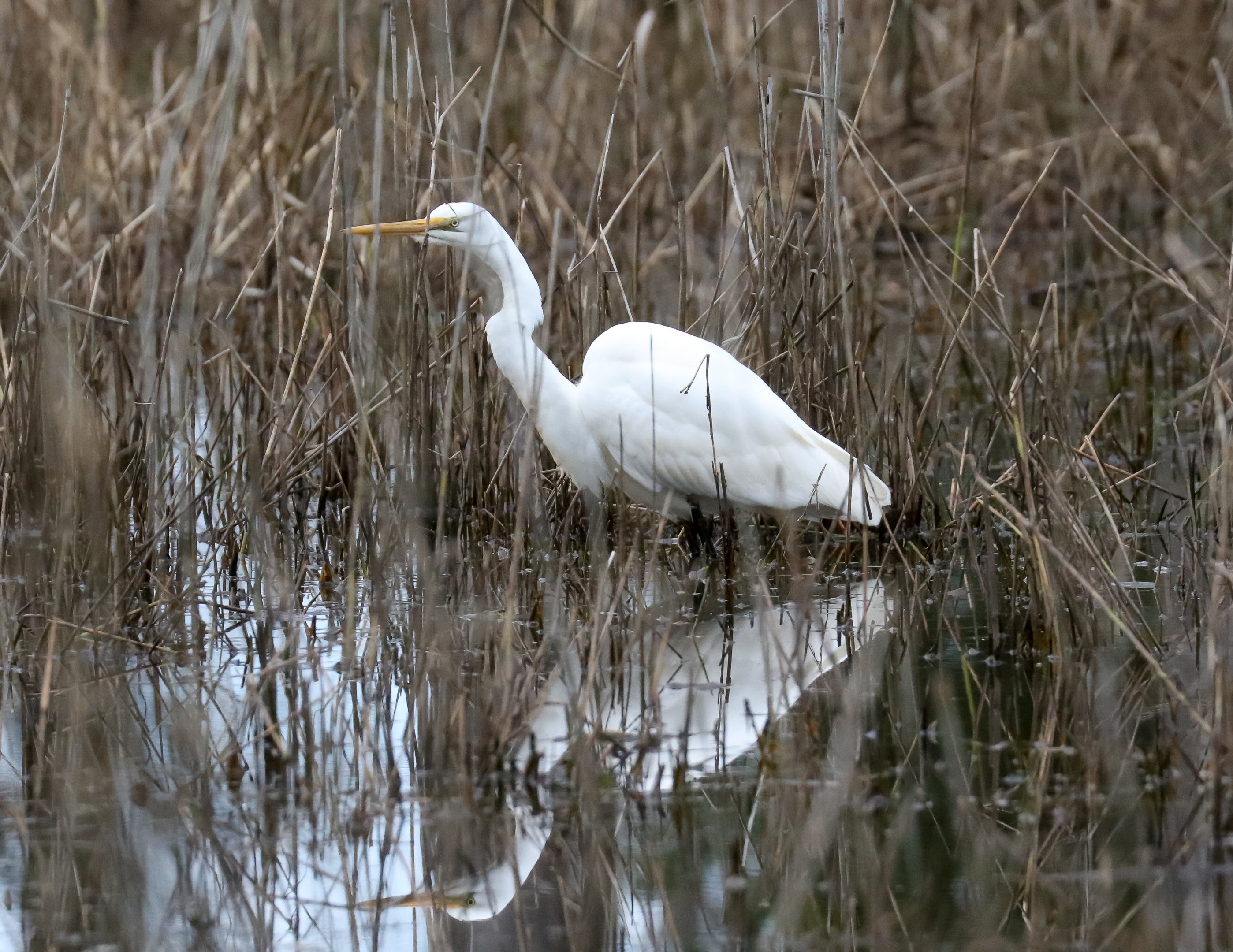 Great Egret