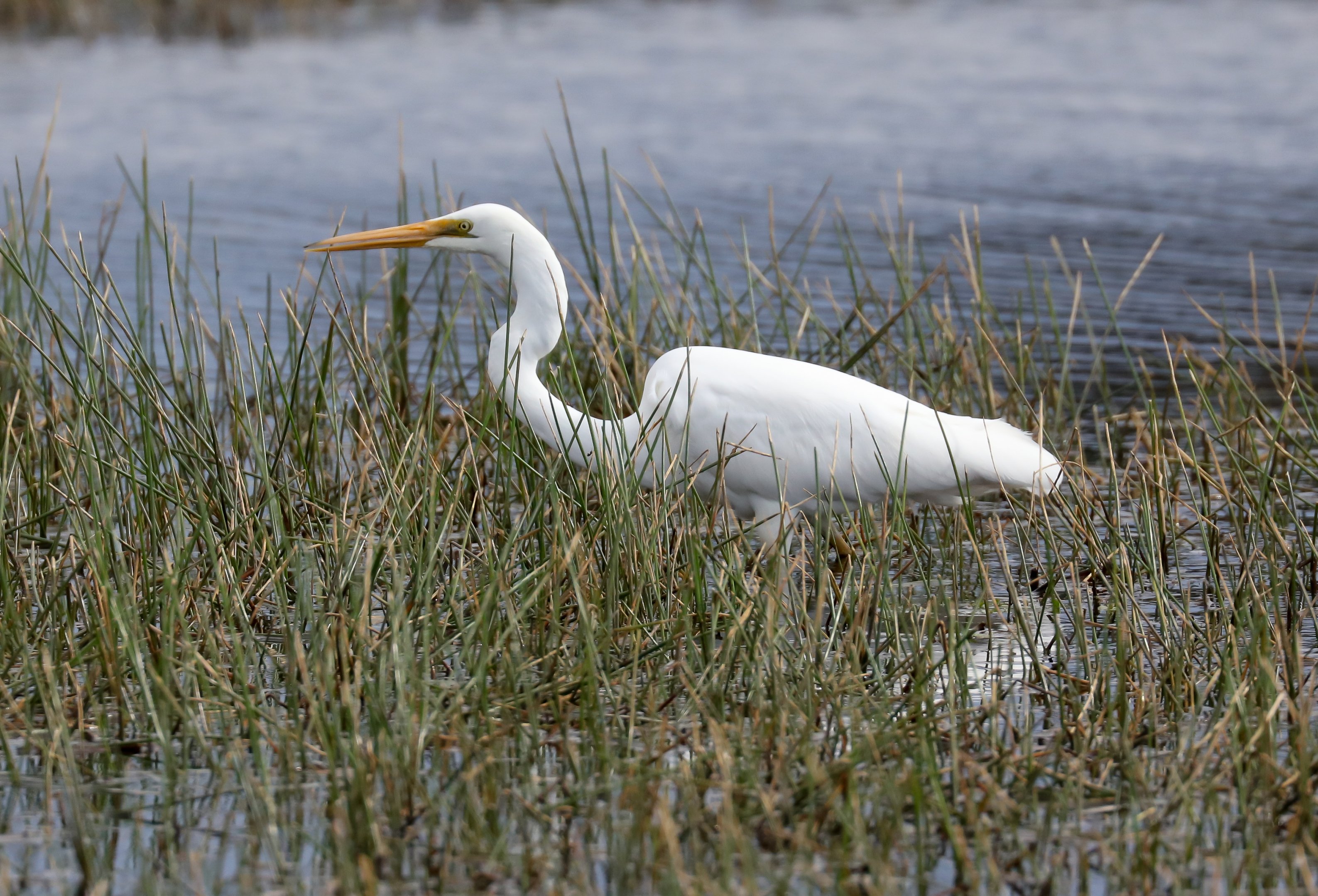Great Egret