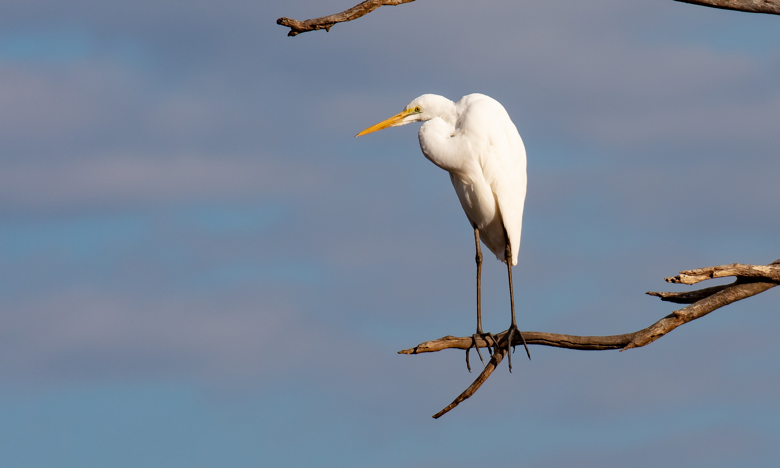 Great Egret