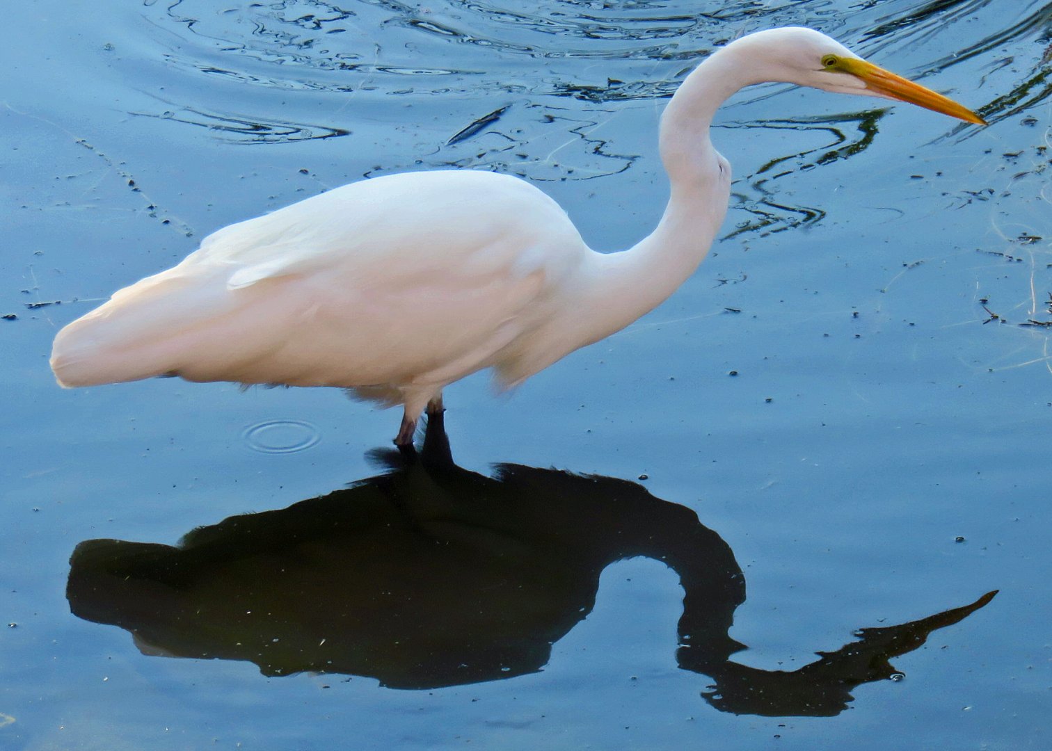 Great Egret