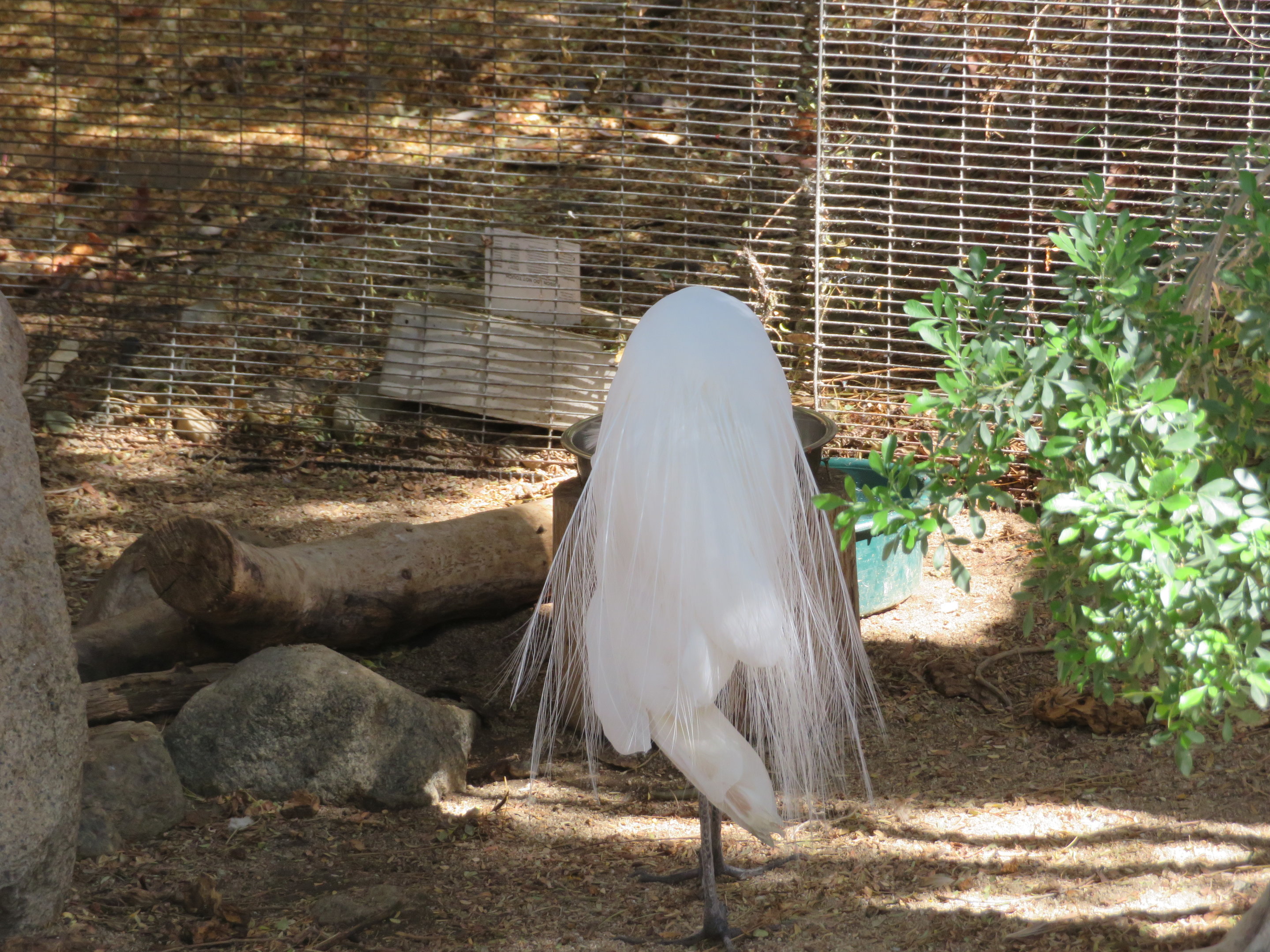 Great Egret