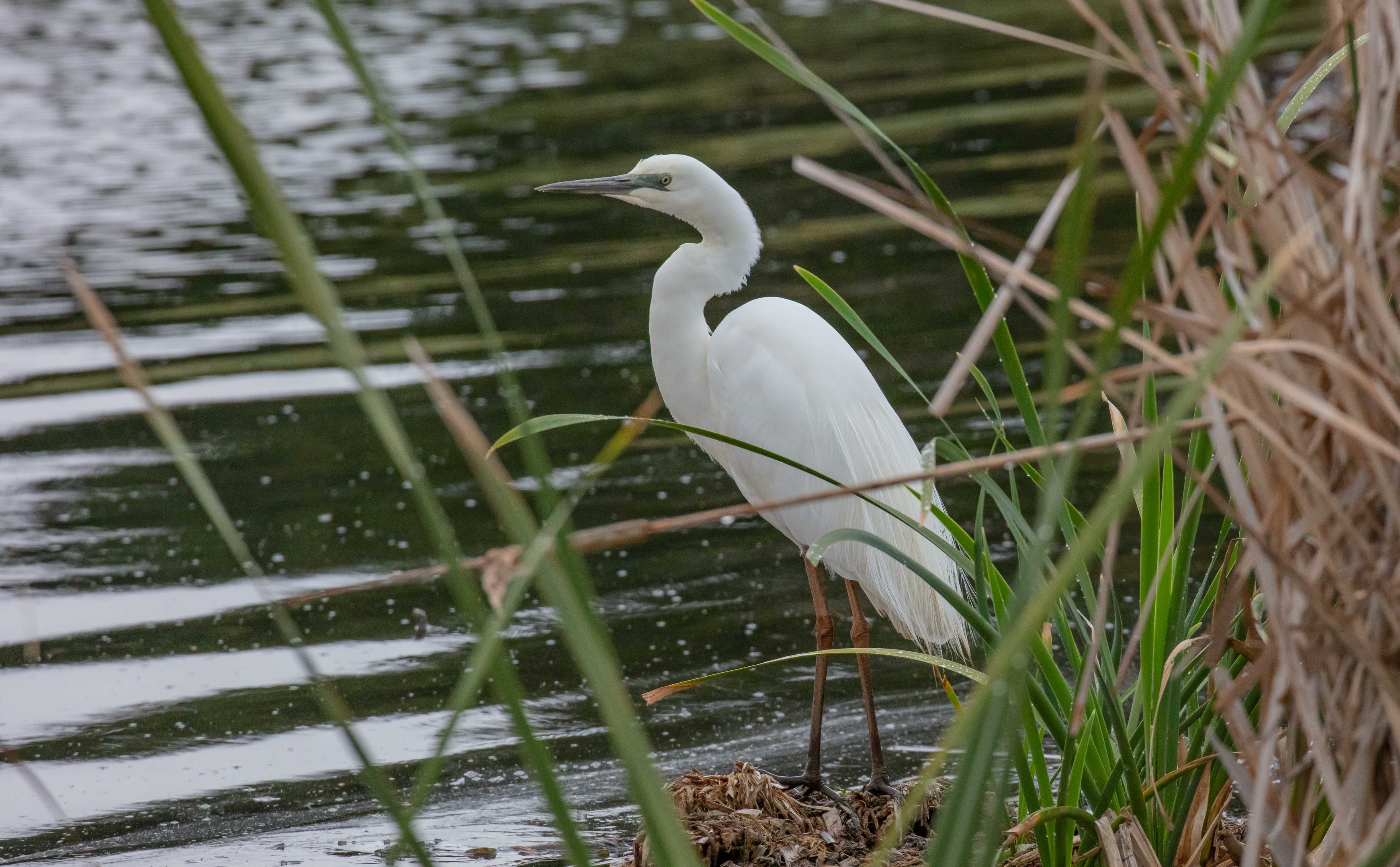 Great Egret