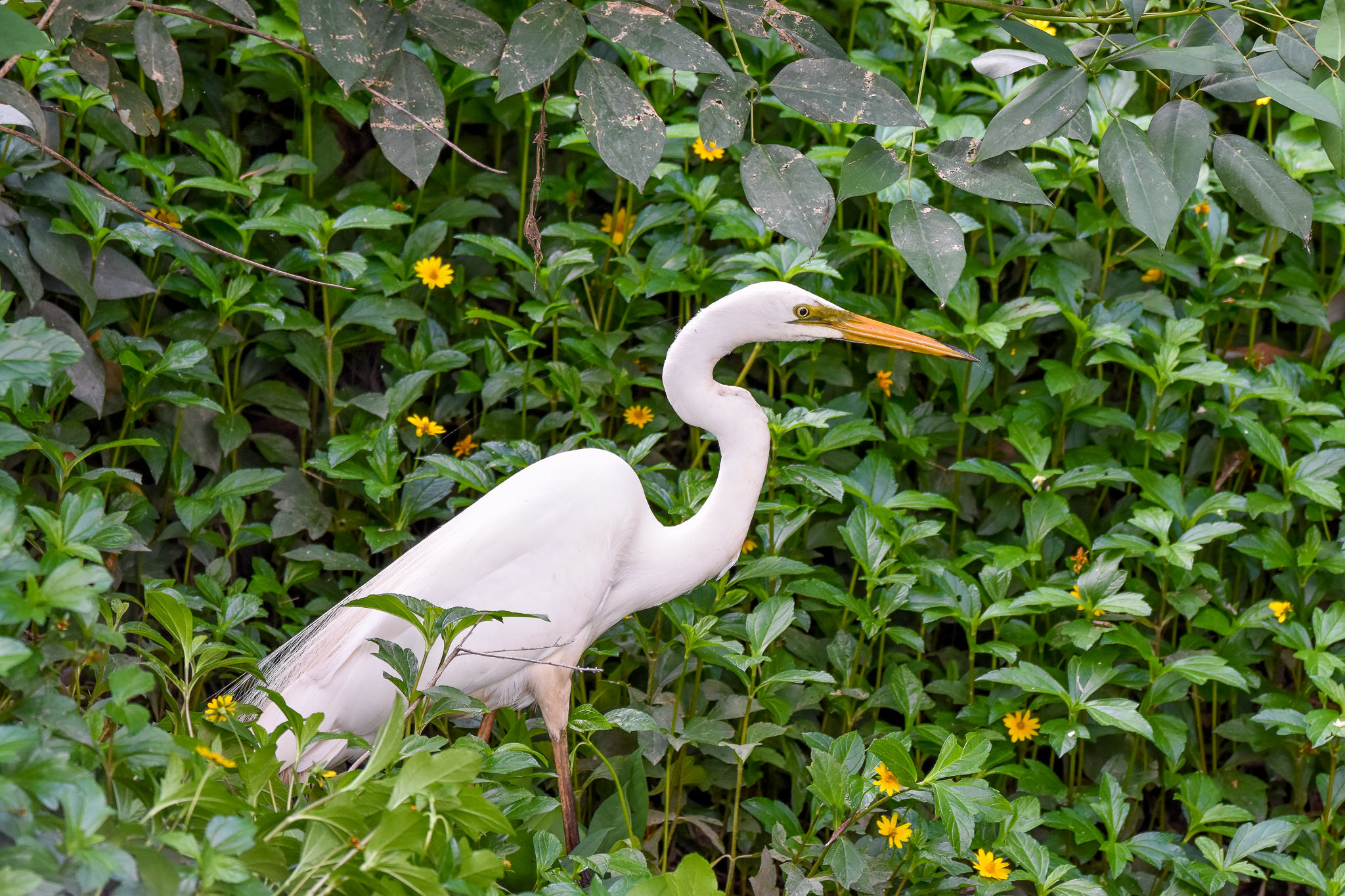 Great Egret