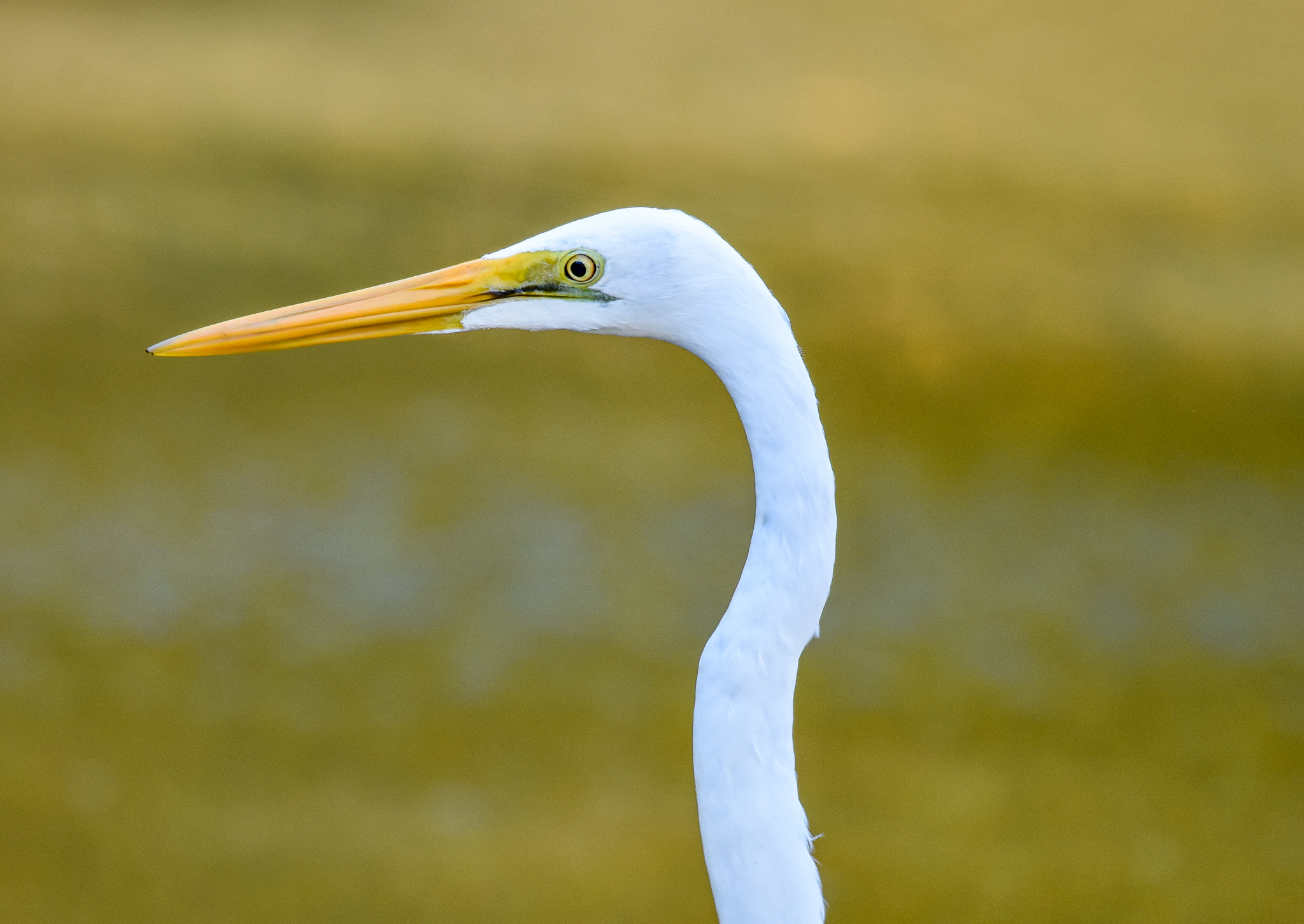 Great Egret