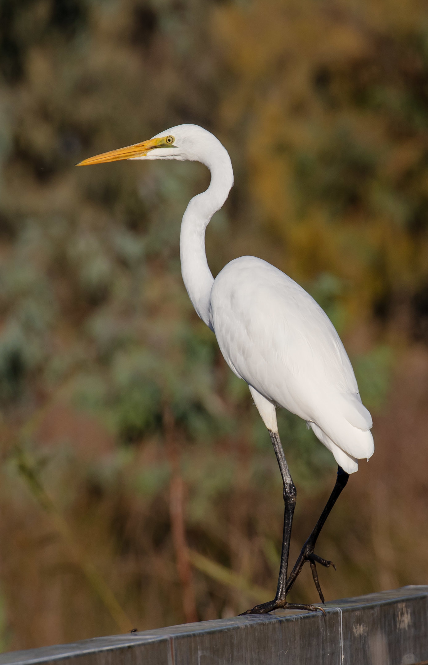 Great Egret