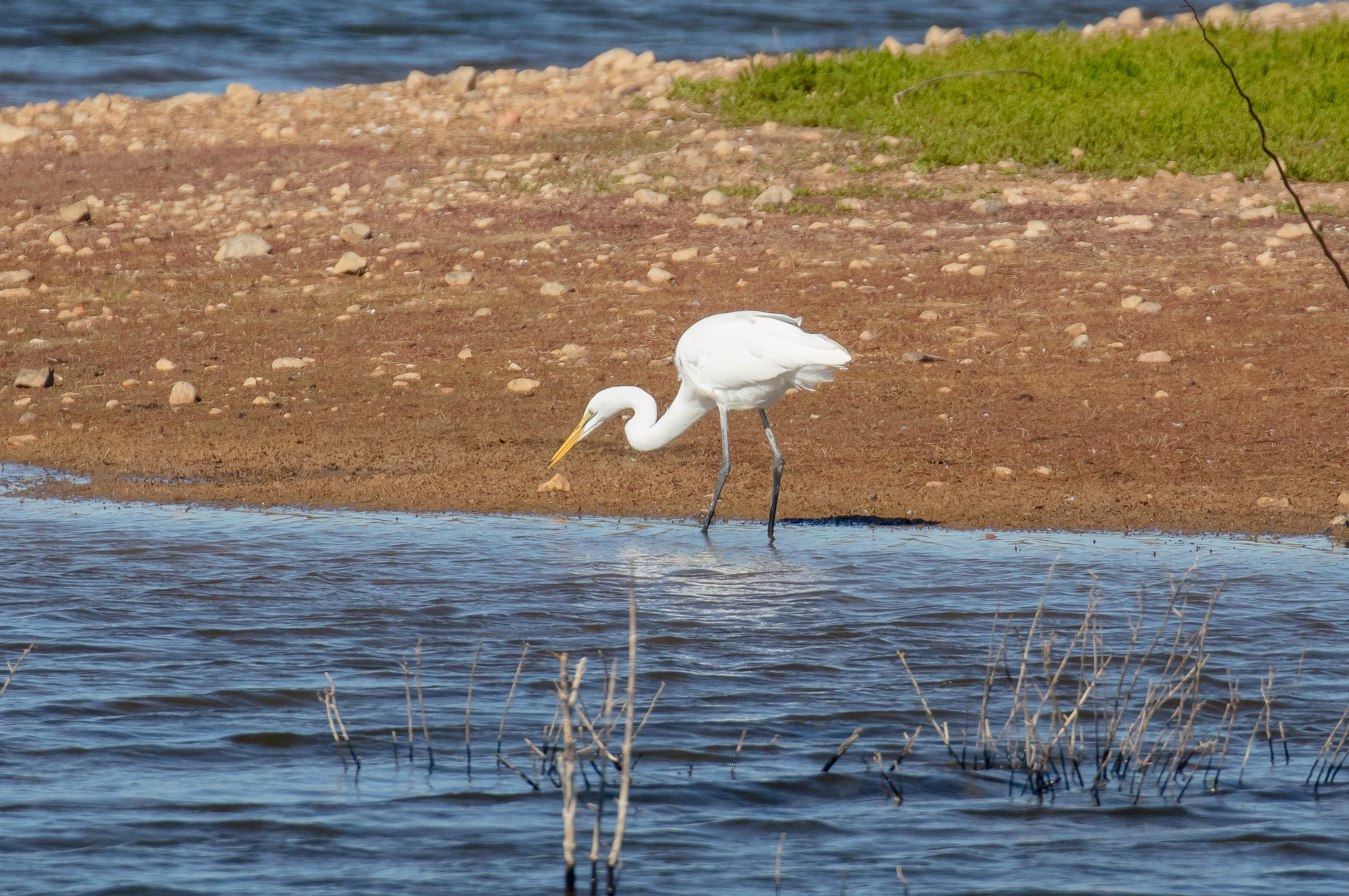 Great Egret