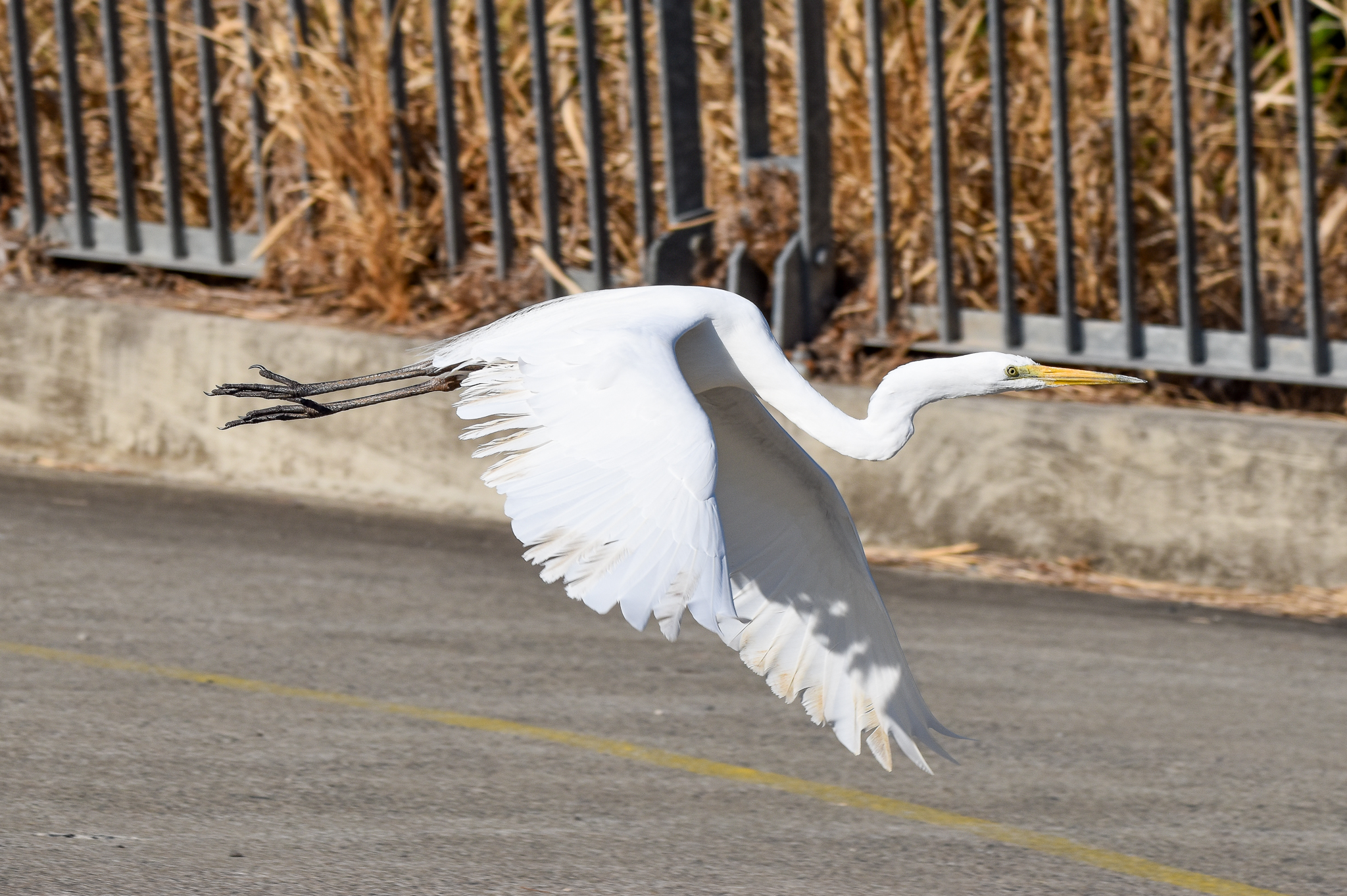 Great Egret
