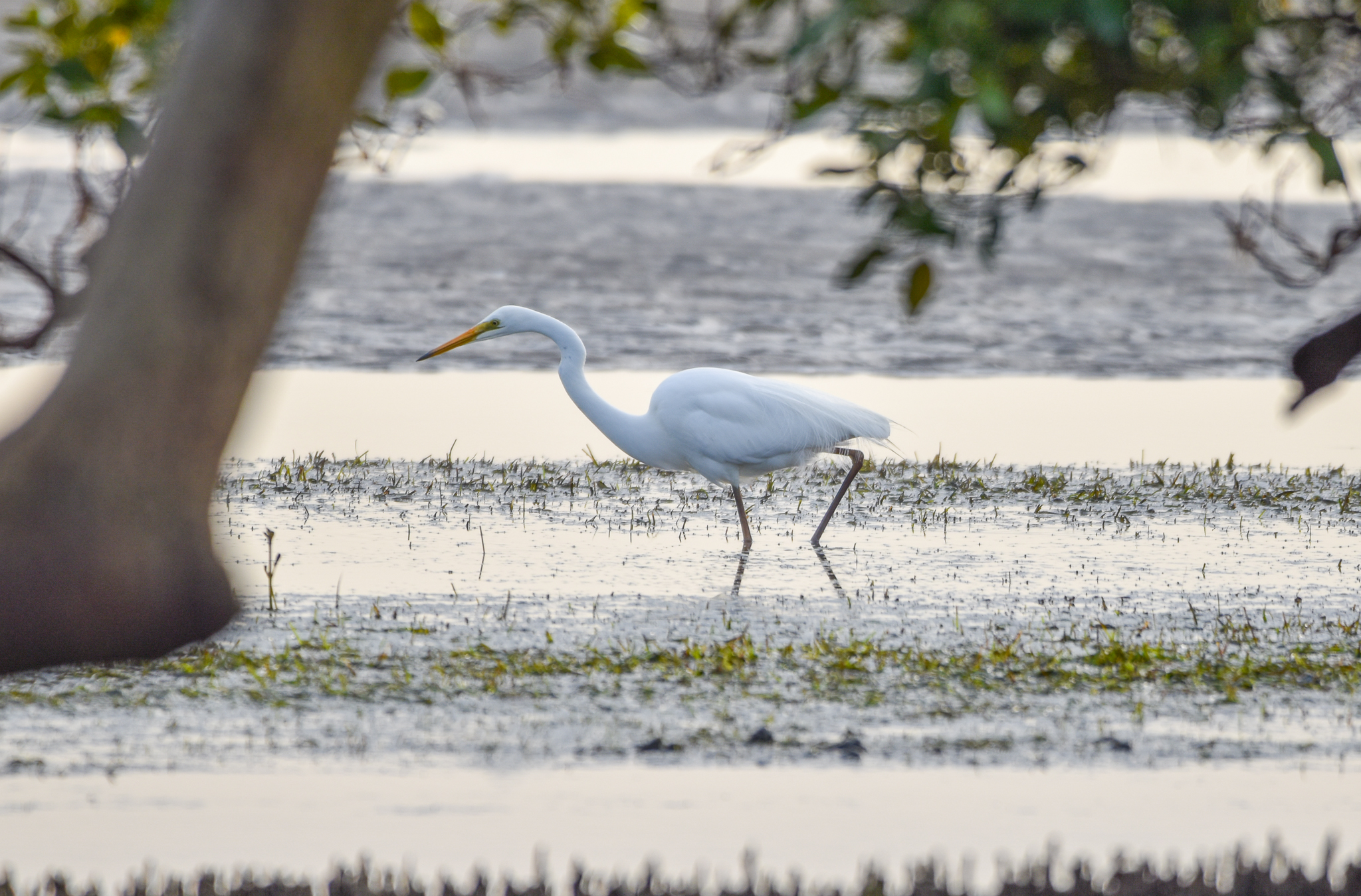 Great Egret