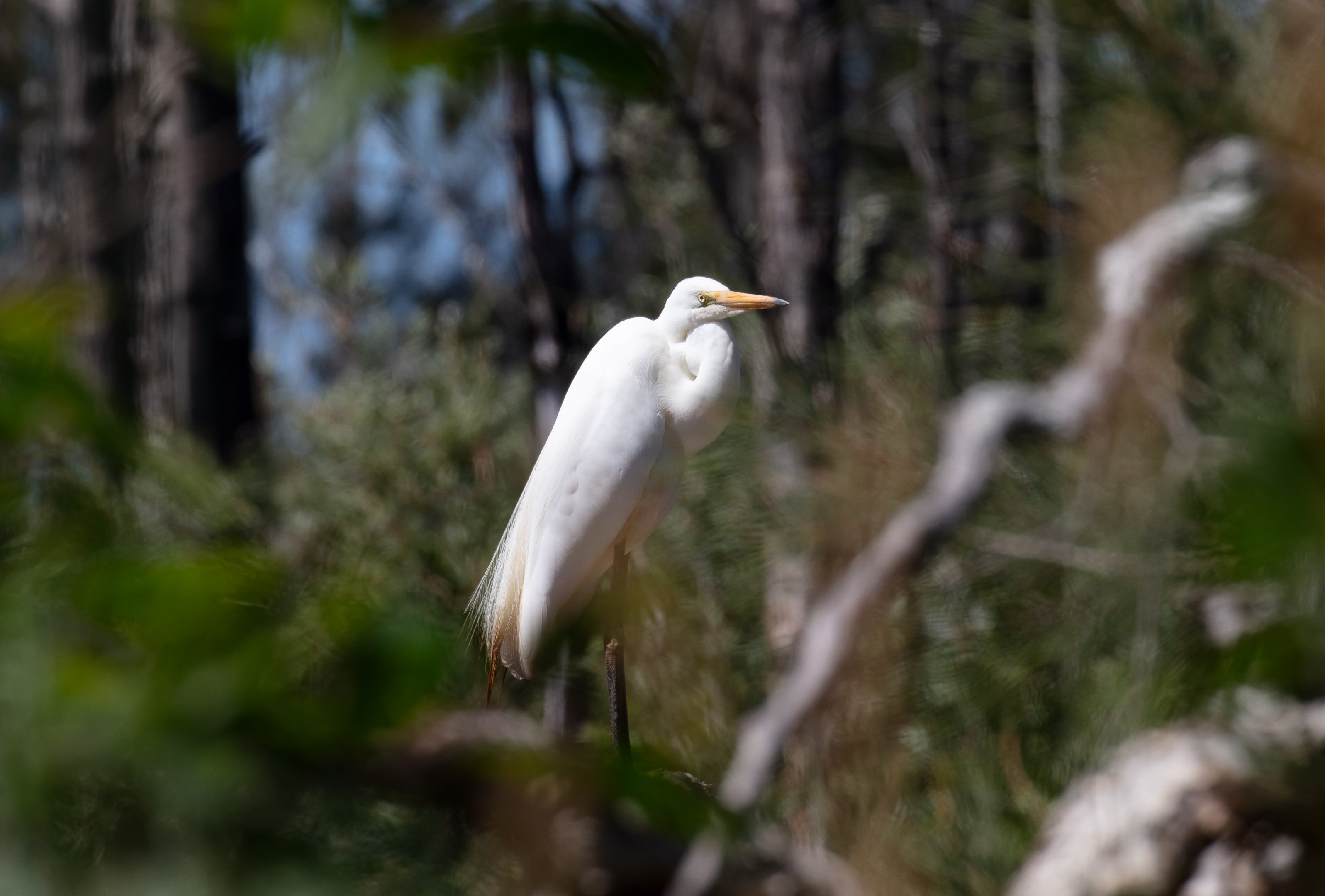 Great Egret
