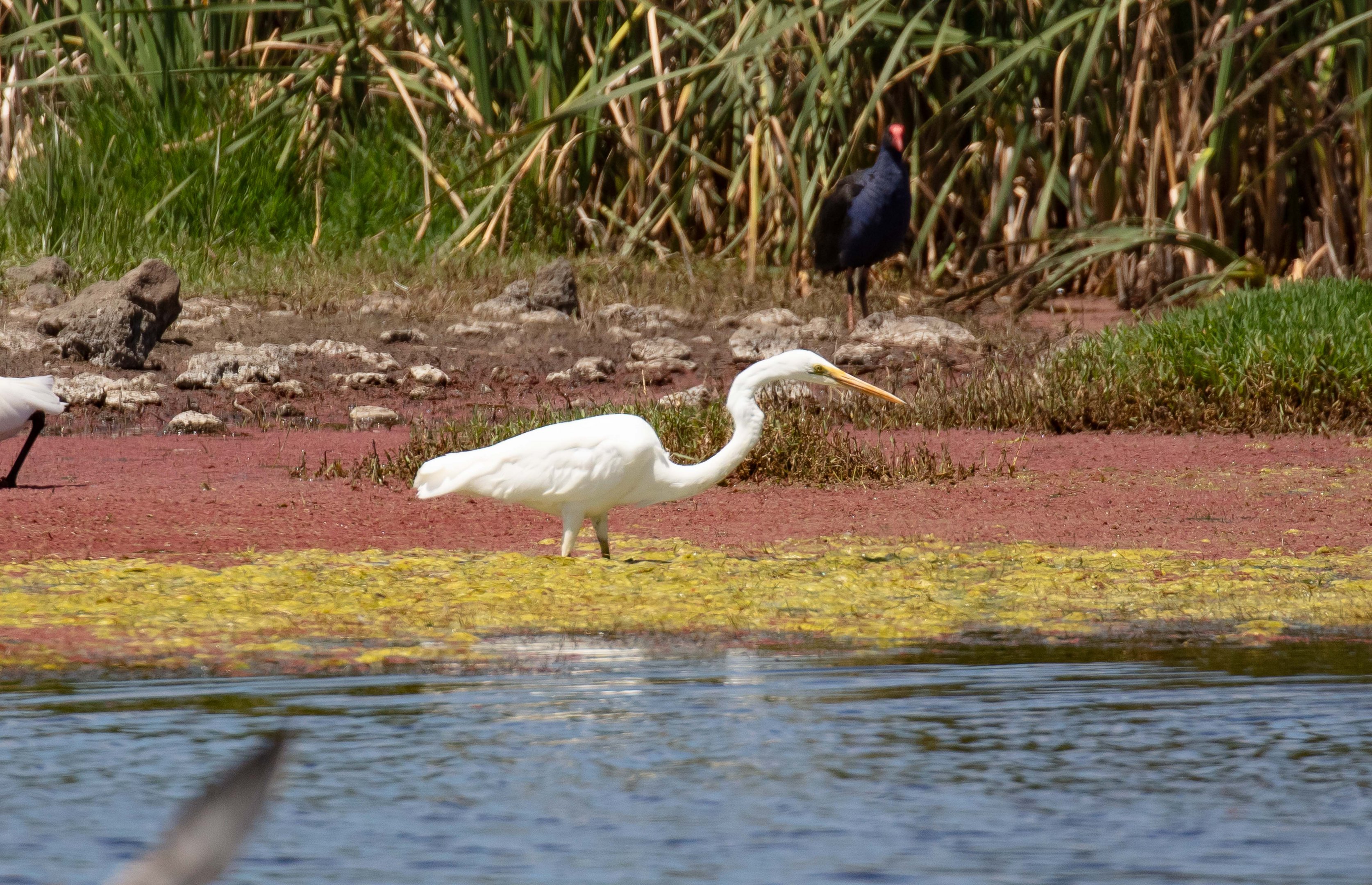Great Egret