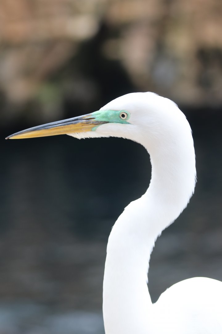 Great egret