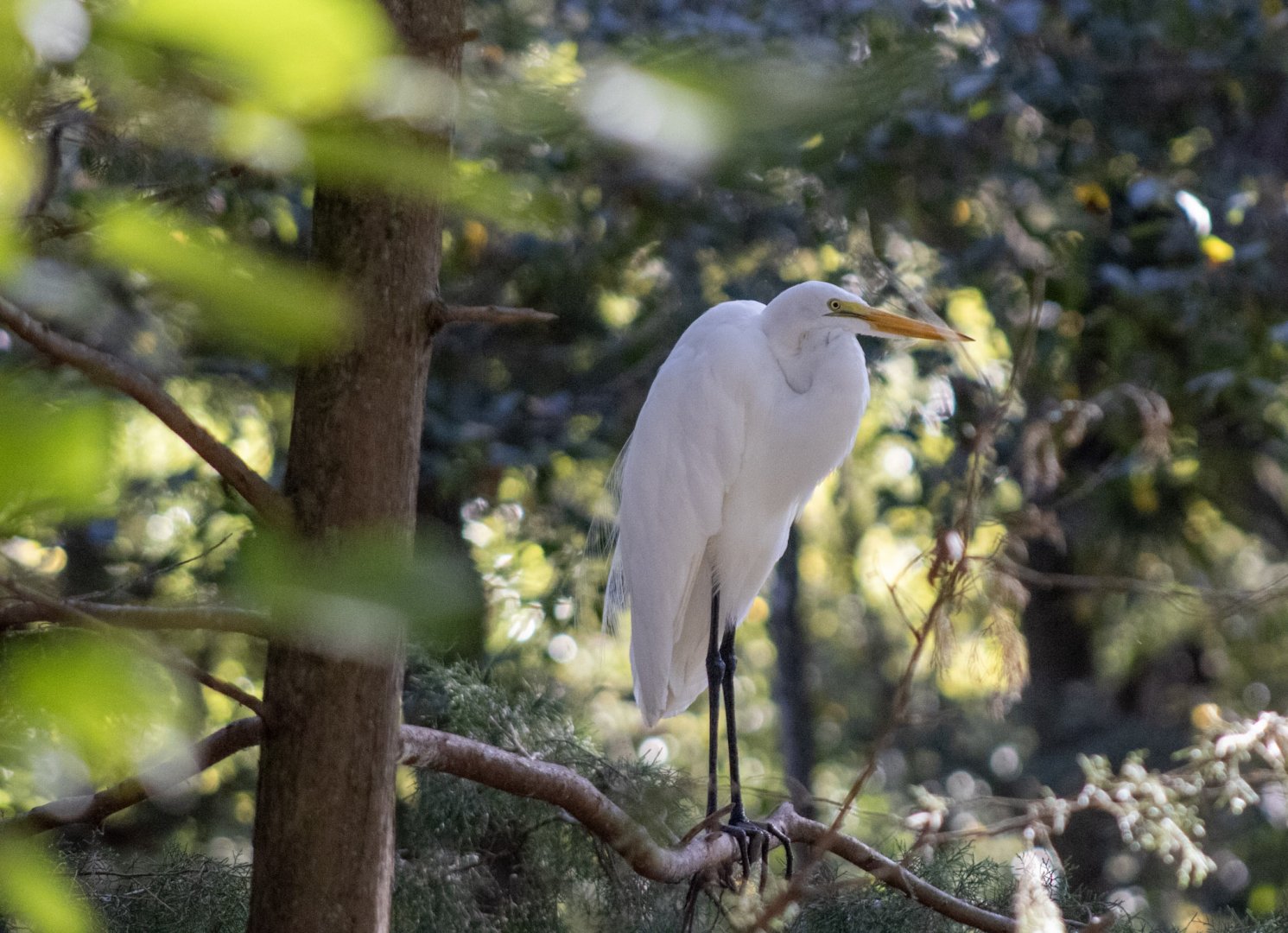 Great Egret