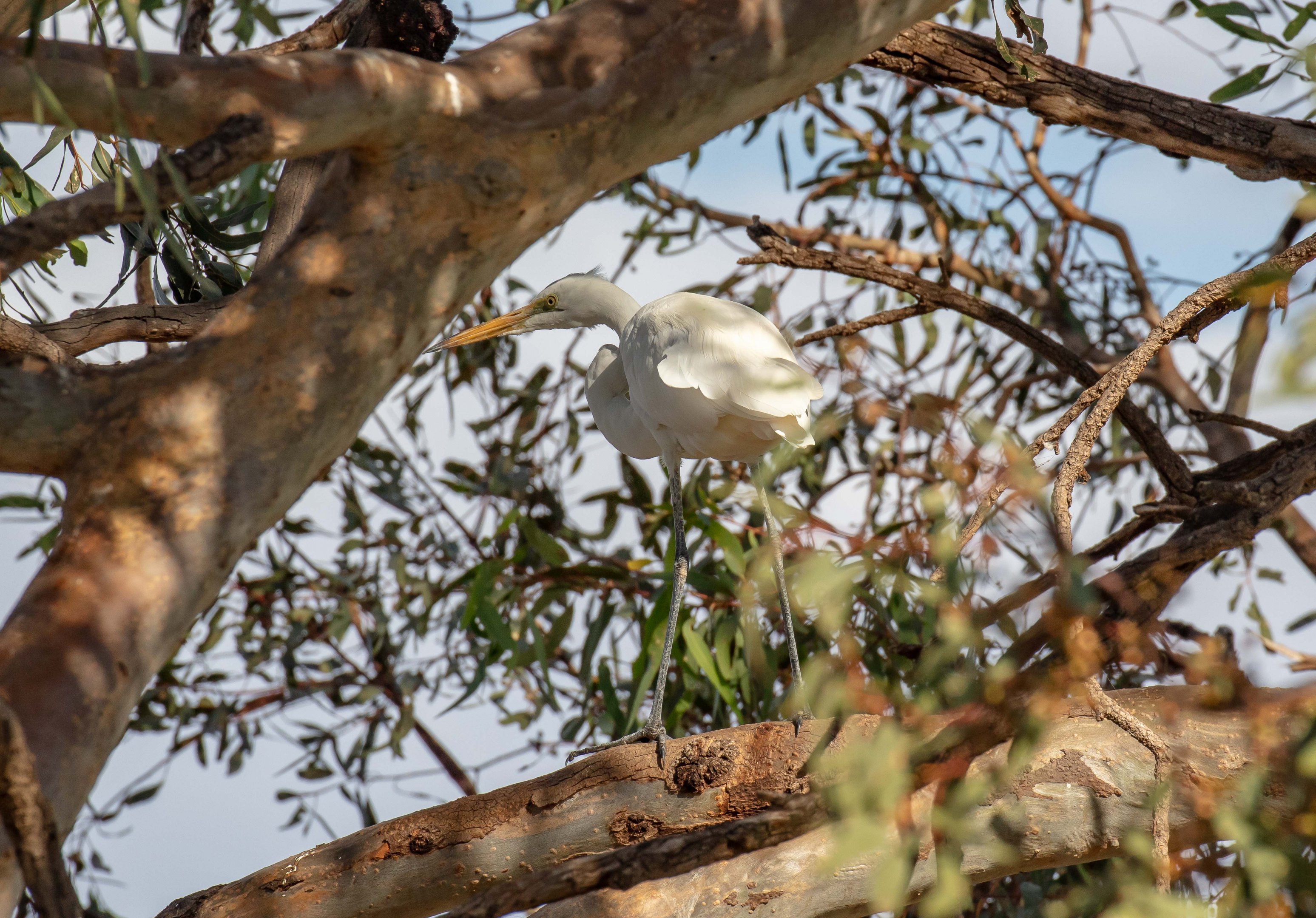Great Egret