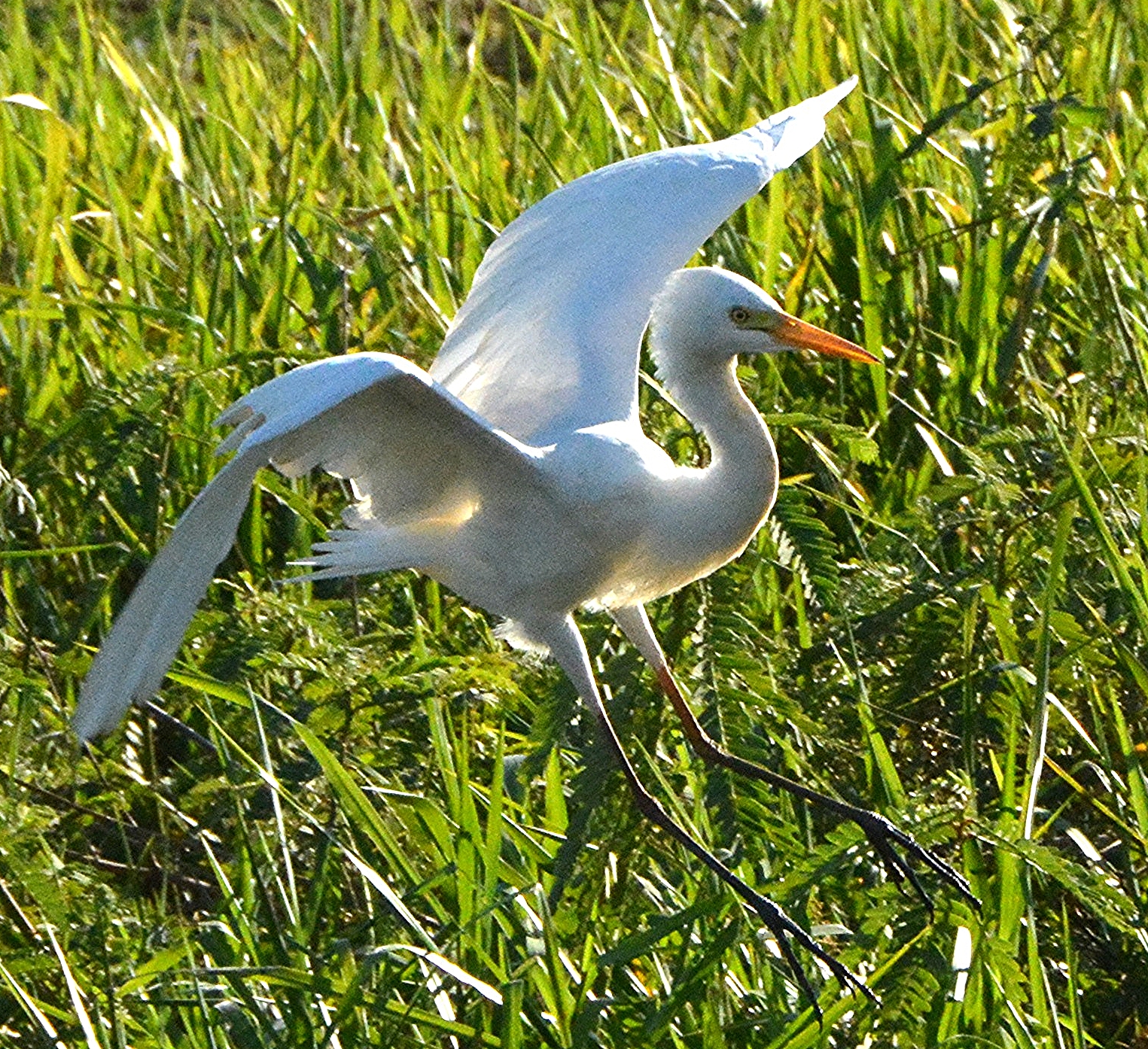 Great egret