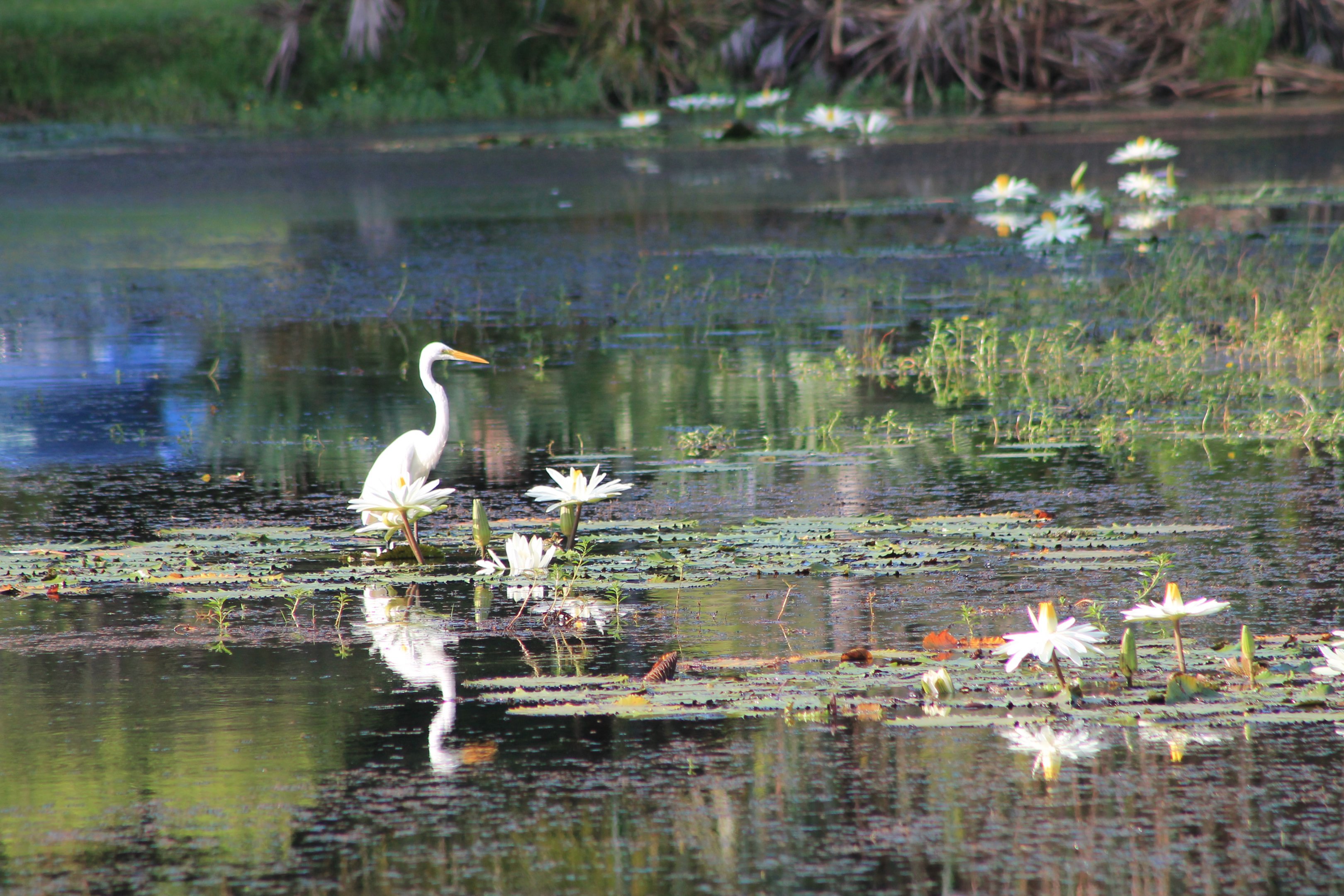 Great Egret