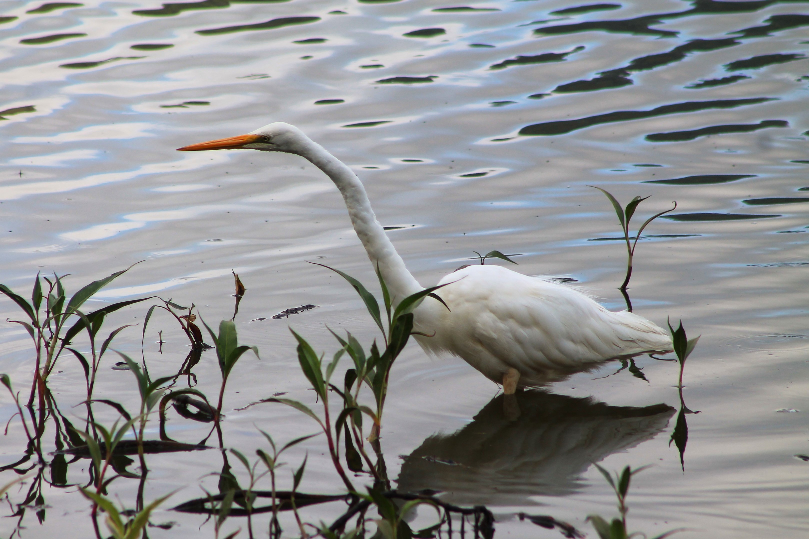 Great Egret