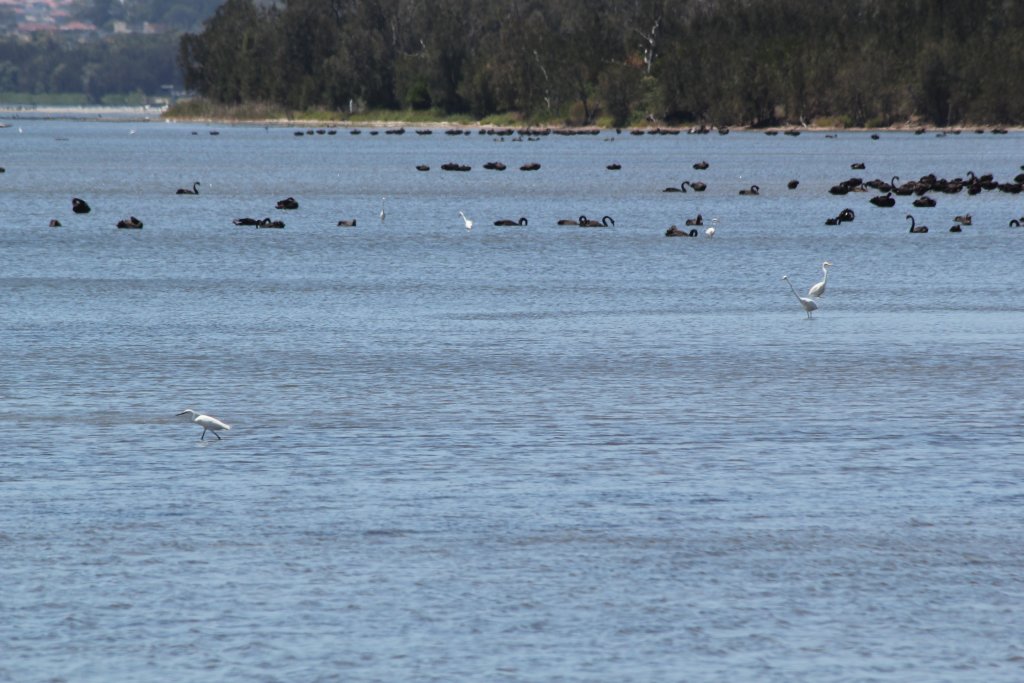 Great Egrets and Black Swans