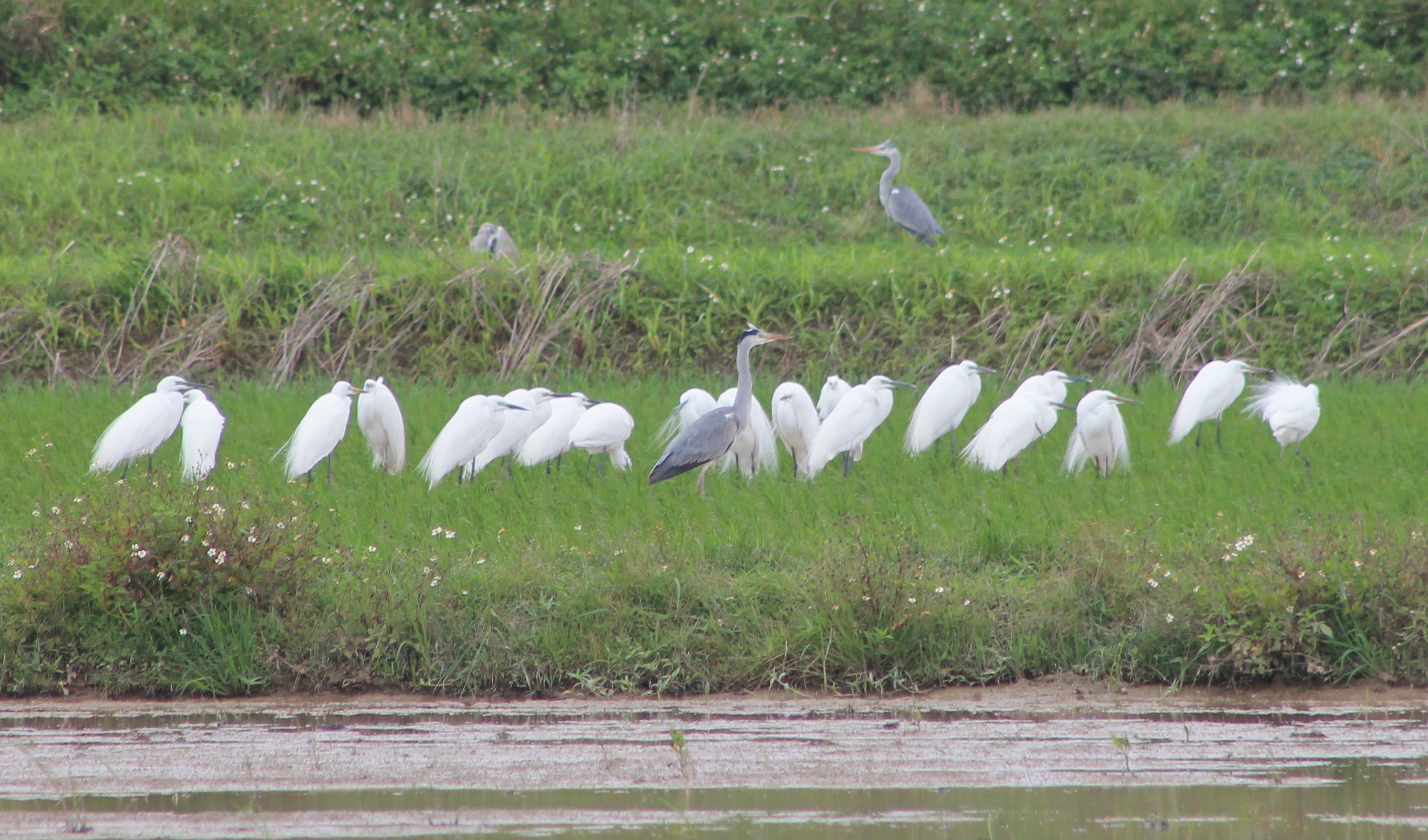Great Egrets and Grey Herons