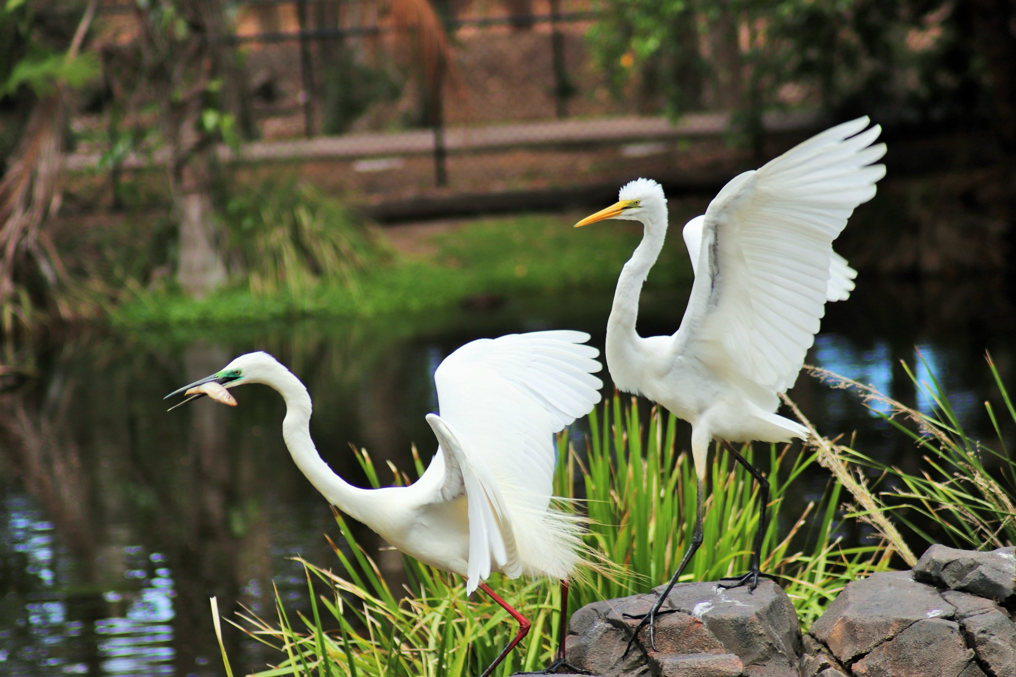 Great Egrets (Ardea alba)