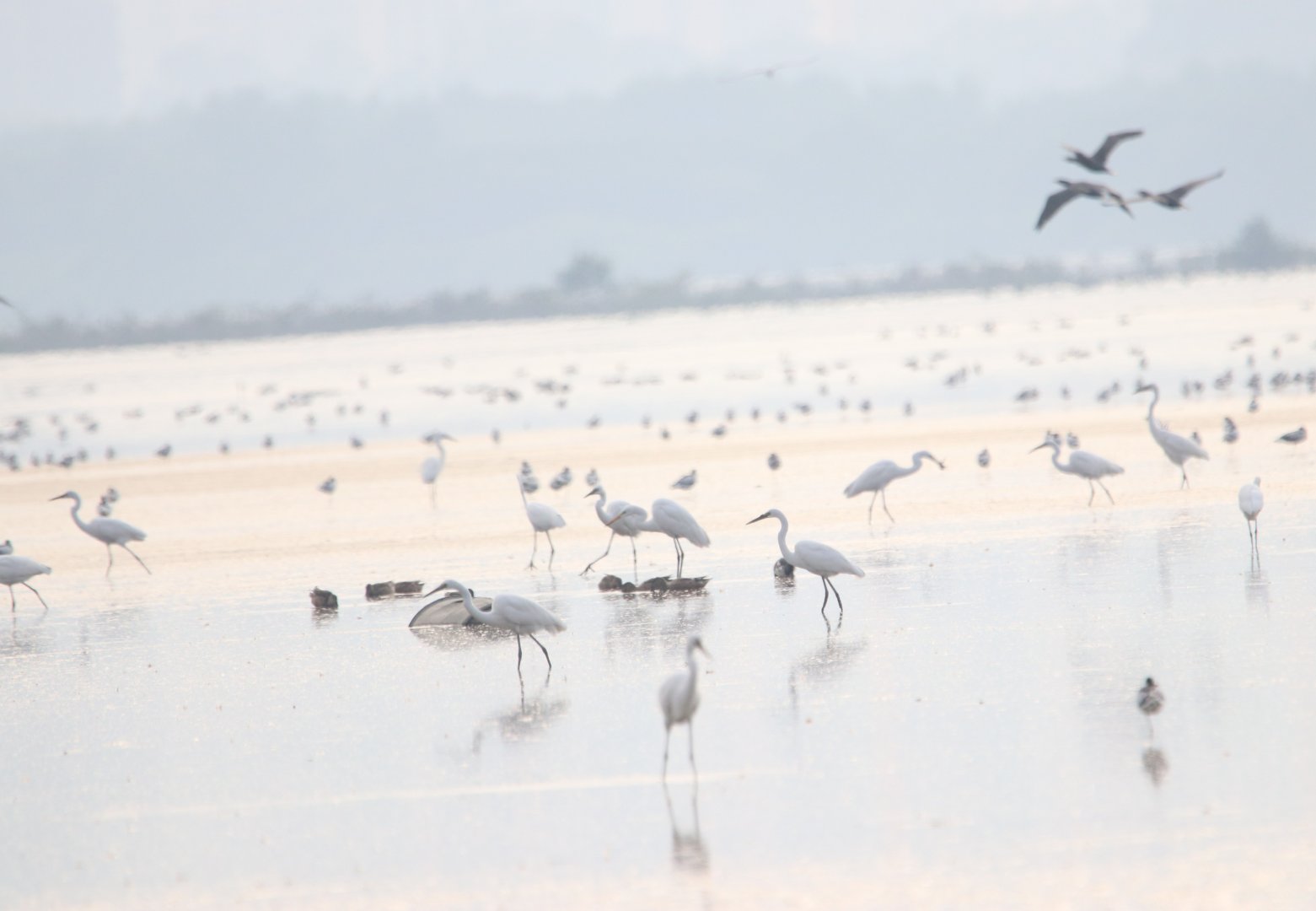 Great Egrets on Deep Bay